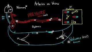 Arteries versus Veins [upl. by Albers]