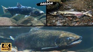 Salmon surge upriver to spawn  Mt Hood National Forest  Oregon [upl. by Einhoj]