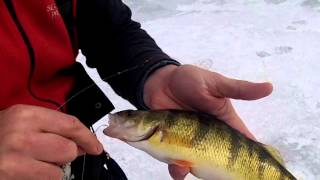 Ice Fishing Tip TipDowns and Their Effective Use for Perch [upl. by Judye849]