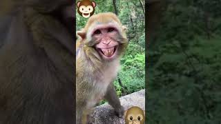 monkey smile [upl. by Elvah]