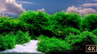 White Sand and Moss [upl. by Barbaresi]