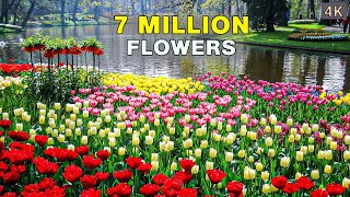 The Worlds Biggest Flower Garden  4K Walk in Keukenhof Netherlands 🇳🇱 [upl. by Eltsyrk782]