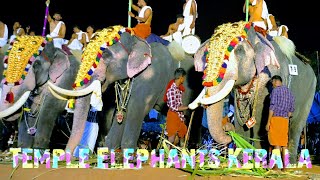 Hindu  Temple  Elephant  Festival  Spiritual  People  Kerala  India  Video 17 shailpoints [upl. by Buderus]