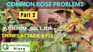 த்ரிப்ஸ்  ரோஸ் இலை சுருட்டல் மொட்டு கருகல் Rose problems and fixes  Part 2 Thrips leaf curl [upl. by Cioban254]