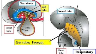 EMBRYOLOGY Respiratory System Development  Anomalies  Anatomy [upl. by Eikkin]