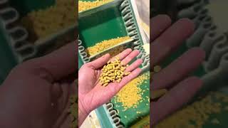 cattle feed manufacturing plant cattle feed pellet machine [upl. by Reivad]