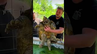 Huge Turtle 🐢 😳 viralshort viral millionviews turtle animals huge entertainment [upl. by Sialac321]