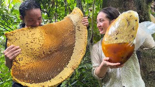 Harvesting Giant Forest Honey Goes to the market sell Vàng Hoa [upl. by Ecirtra]