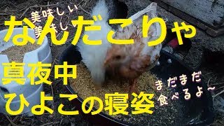 105鹿児島弁オヤジとひよこの会話、安い餌が好きな2羽鹿児島弁オヤジ と猪鶏の田舎暮らし鹿児島youtube商店街 鹿児島シニアライフtv [upl. by Cailly]