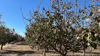 A estos árboles no les dejaron nada de pistacho [upl. by Oby793]