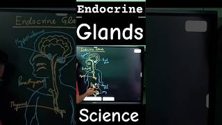 endocrine glands biology diagram science [upl. by Ayidan]