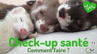 Checkup santé pour furet  Les Furets Malins [upl. by Adiaz245]