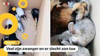 184 dieren gedumpt bij opvang Hoe kunnen mensen dit doen [upl. by Naz]