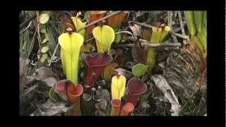 Heliamphora glabra on WeiTepui With Stewart McPherson [upl. by Lilaj]