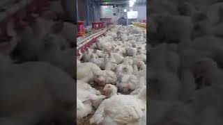 Hen farming broiler poultry murgha murghakiazan [upl. by Yaakov991]