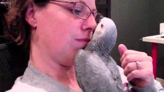 My baby African Grey parrot cuddling [upl. by Pelagia]