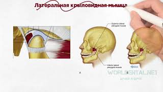 Основы гнатологии Анатомия и физиология ВНЧС [upl. by Assed438]