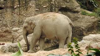 妊娠中の6歳のアジアゾウ Pregnant 6 year old Asian elephant 2020 0615 [upl. by Yanttirb]