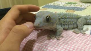 A Friendly Tokay Gecko Acting Like Leopard Gecko [upl. by Asetal]