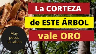 LA CORTEZA DE ESTE ÁRBOL VALE ORO Sus propiedades medicinales tienen sorprendidos a los doctores [upl. by Shields654]