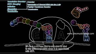 Translation elongation in prokaryotes  Prokaryotic translation elongation animation  Lecture 2 [upl. by Stubbs161]