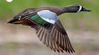 Blue winged teal [upl. by Einuj]