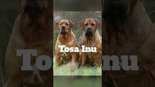 Tosa Inu The Samurai Dog dogs doglover tosainu [upl. by Maris]