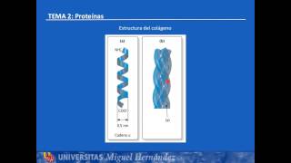 Tema 28 Estructura cuaternaria UMH1003 201516 [upl. by Drarreg]