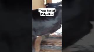 Trans Rectal Palpation  Dr Enamul Haque  01932051373 [upl. by Terryl555]