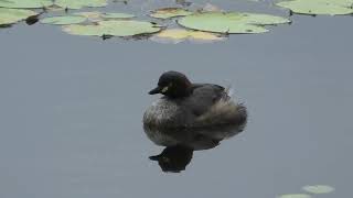 Australasian Grebe 60 [upl. by Evod]