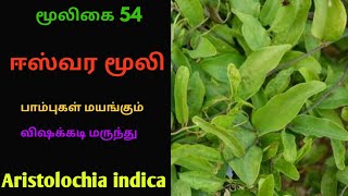 தலைசுருளி மூலிகைஈசுவர மூலிகைஈஸ்வர மூலிகுருவேர்Thalaisuruli herbalAristolochia indica [upl. by Jeffcott]