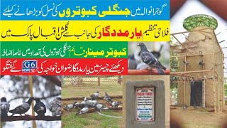 GUJRANWALA Me Pigeon Tower Bnadiya Gya  Lala Hassaan Bhatti  G6 News24 [upl. by Tiffie]