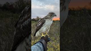 Releasing my first redtailed hawk back into the wild [upl. by Ecal]