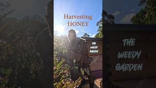 Harvesting honey from the Flow Hive shorts foodsecurity growingyourownfood howtogarden [upl. by Swithin217]