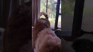 St Bernard Doggies Using a Patio Link Pet Door Insert for a Sliding Door [upl. by Tisha]