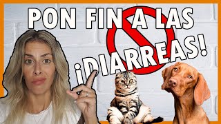 DIARREAS EN PERROS Y GATOS💥  ¿QUÉ puedes HACER TÚ✅ [upl. by Suollecram]