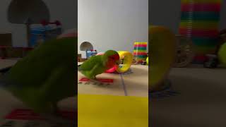 Bird Training  Smart lovebird Parrot  Smart Little Cute Parrot training smartparrot cute [upl. by Aiello]