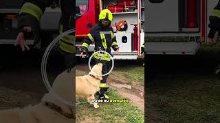 ¡El perro pide ayuda a los bomberos [upl. by Annala]