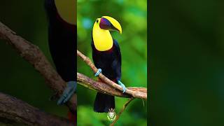 What is the name of this bird after and before anemals vibo shorts vairalvideo [upl. by Mariko]