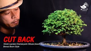 Cut Back Hinoki cypress Chamecyaris Obtusa dwarf Boom Style [upl. by Idisahc]