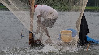 Best new fishing video ।। বন্যার পরে প্রচুর মাছ ধরা জালে ।। জাল দিয়ে মাছ ধরা [upl. by Landri]