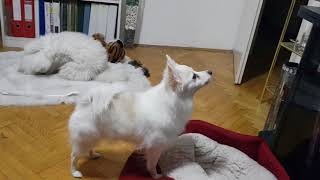 GERMAN SPITZ BARKING AT TV FULL WITH ANIMALS [upl. by Yellah]