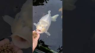 Watch the cute koi fish feeding from your hand🐬।fish fishing animals shorts trending [upl. by Sedicla]