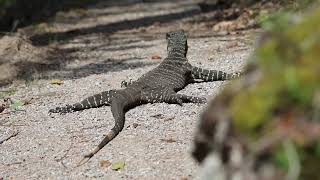 Huge Lace Monitor on track in East Gippsland Wilderness Australia [upl. by Lubow192]