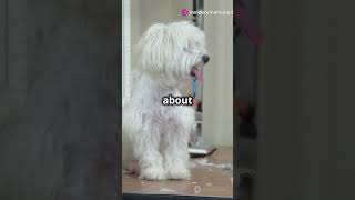 Top 5 Dogs That Dont Sheddogspets doglovers dogshorts facts doglovercommunity animalspets [upl. by Silverman53]