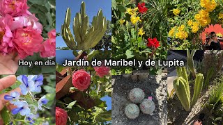 Una actualización de estos 2 jardines garden [upl. by Hannala539]