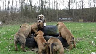 quot B und CWurf quot  Continental Bulldog   Asgards Pride Bulldogs [upl. by Ecinom987]