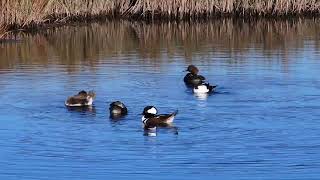 A Pair of PiedBilled Grebes amp Many Hooded Mergansers [upl. by Ramalahs]