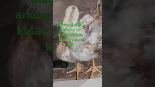 33days na sya Anong tamang kulay nya paglaki sisiw cute manok shorts [upl. by Estelle]