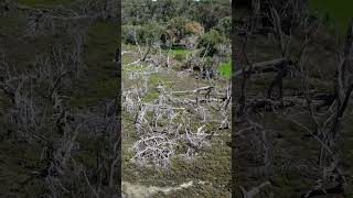 Western Australia Ghost Forest Tsunami Evidence [upl. by Ajin]